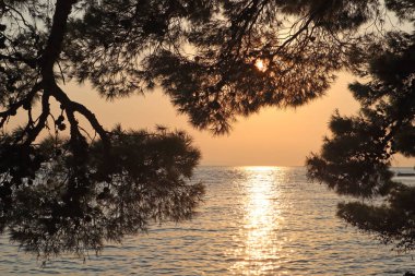 Gün batımında resimli çam dalları, denizin üzerinde parlak güneş, bir yaz akşamı Hırvatistan 'ın Brela kentinde.