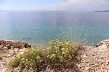 Adriyatik Denizi 'nin berrak suları, kıyıda yabani çiçekler