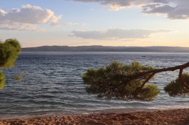 Batan güneşin ışınlarında kumsaldaki kumların üzerinde yeşil çam dalları, Brela, Hırvatistan