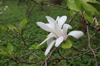 Büyük beyaz manolya çiçeği yeşil yapraklar ve çimenler üzerinde bir bahar günü parkta