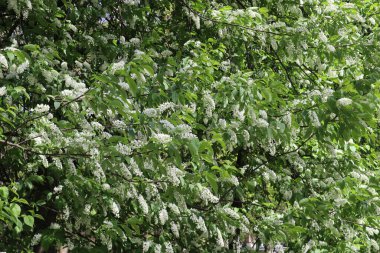Bir bahar günü dallarda güzel beyaz cilt bakımı ile çiçek açan kuş kirazı.