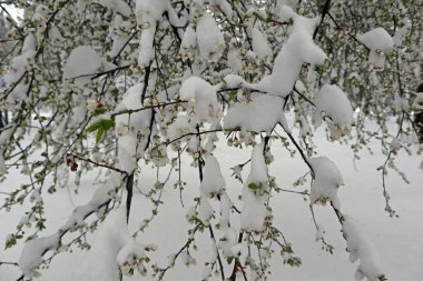 Soğuk bir bahar gününde çiçek açan kiraz ağacının dallarında kar. Anormal hava. Beyaz çiçekler üzerinde beyaz kar.