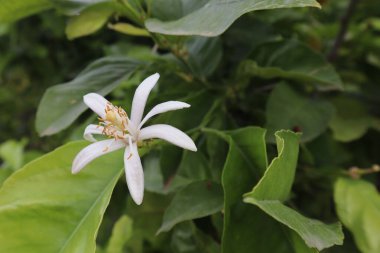 Beyaz yapraklı bir limon ağacının üzerindeki çiçek ve sarı keklerle güneşli bir günde yeşil yaprakların arka planına karşı