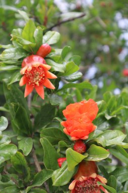 Parlak kırmızı çiçekleri, tomurcukları ve yeşil yapraklarıyla çiçek açan nar ağacı.