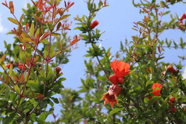 Parlak kırmızı çiçekleri, tomurcukları ve mavi gökyüzüne karşı yeşil yaprakları olan nar ağacı.