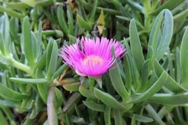 Parlak pembe çiçek, Carpobrotus acinaciforis, Aizoaceae ailesinin uzun ömürlü bir bitkisidir.