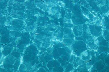 Balıklarla birlikte deniz yüzeyine yakın çekim