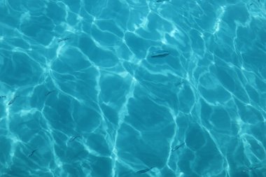 Balık, üst görünüm, arkaplan resmi ile özel deniz yüzeyine yakın çekim