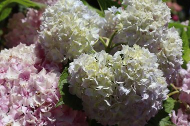 Resimli ortanca, narin pembe cilt bakımı ile güneşli bir günde bahçede çiçek açar.