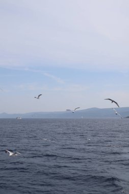 Seagulls Flying in the Sky Over the Sea and Island