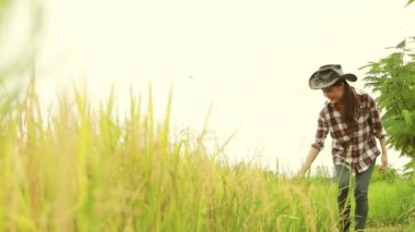 Asyalı kadın çiftçi, olgun pirinç tarlalarına hayran bir şekilde yürüyor ve dokunuyor. Kırsal tarım arazisinin keyfini sürmekten gurur duyuyorum: Pirinç çiftçiliği konsepti