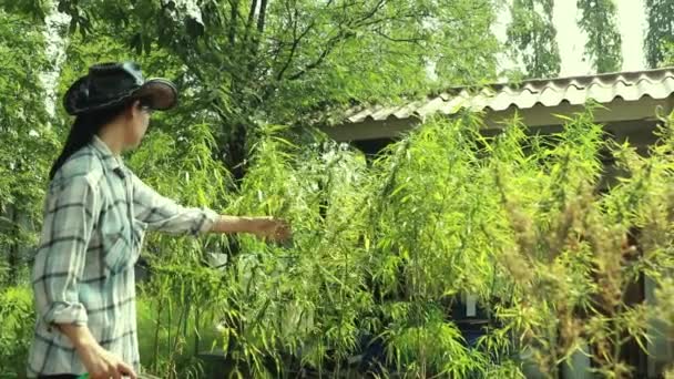 Női Mezőgazdasági Dolgozó Tartja Tömlő Öntözni Kannabisz Növények Délután Szabadtéri — Stock videók