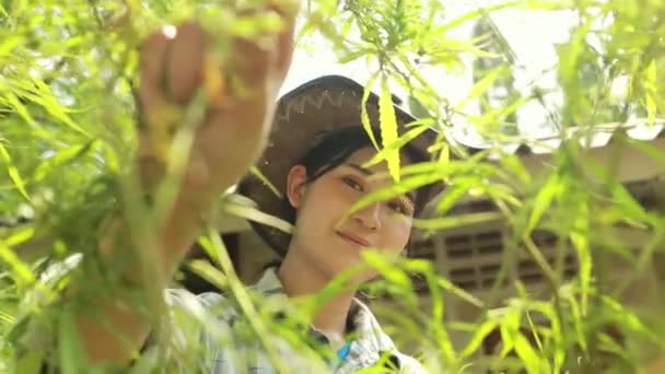 Фермер Ухаживающая Коноплей Использует Свои Руки Собирать Желтые Сухие Листья — стоковое видео