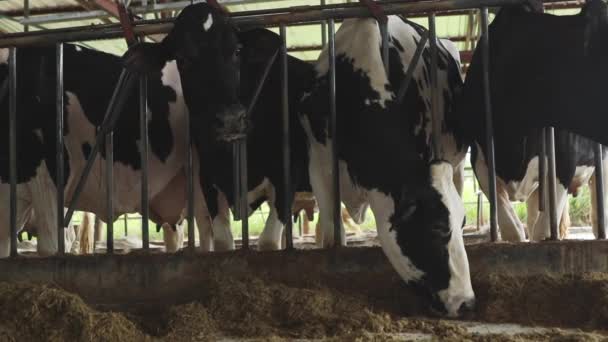 健康で良質なよく飼育された牛乳牛 干し草や飼料牛の放牧の牛の農場 畜産業 酪農生産産業 — ストック動画