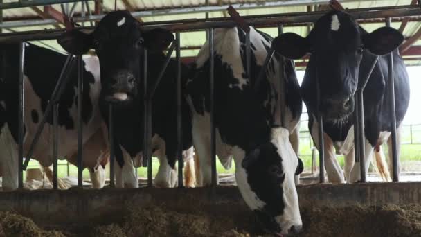 Gesunde Und Qualitativ Hochwertige Milchkühe Rinderfarmen Heu Und Futterrinder Auf — Stockvideo