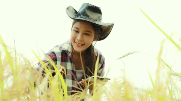 Asian Woman Farmer Wearing Hat Monitors Rice Yield Growth Mature — Stock Video