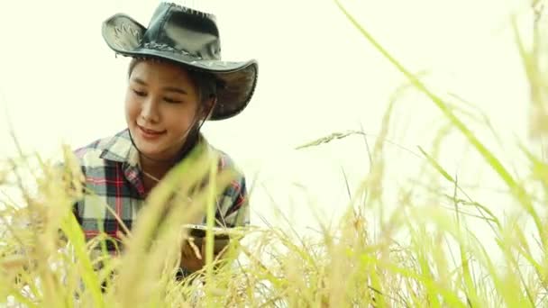 Une Agricultrice Asiatique Portant Chapeau Surveille Croissance Rendement Riz Dans — Video