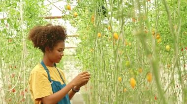 Yandan bakıldığında, Afrikalı Amerikalı Taylandlı çiftçi, bahçesindeki olgun sarı üzüm domateslerini çiftçi arkadaşlarıyla birlikte dikkatlice inceliyor: Üzüm yetiştiren domates işi..