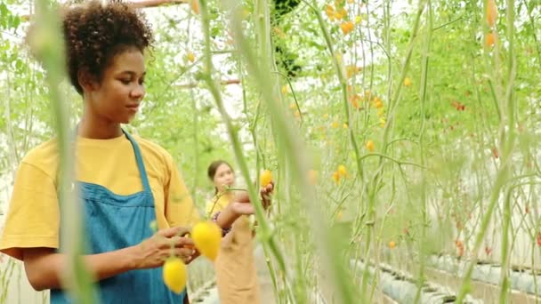 労働者アフリカ系アメリカ人女性農家は アジアの女性農家の友人と彼女の農場有機温室庭で熟した黄色のブドウトマトを注意深く楽しく選んで歩く — ストック動画
