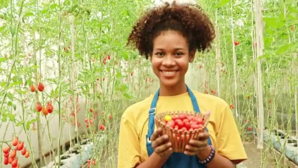 タイ系アフリカ系アメリカ人の若い女性の農家は 温室で熟した赤いチェリートマトを選び カメラの幸福と笑顔を見て試飲します — ストック動画
