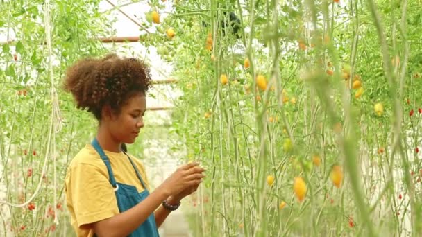 サイドビューアフリカ系アメリカ人タイ人農家は 仲間の農家と一緒に温室内の熟した黄色のブドウトマトを慎重に検査します ブドウトマト栽培ビジネス — ストック動画