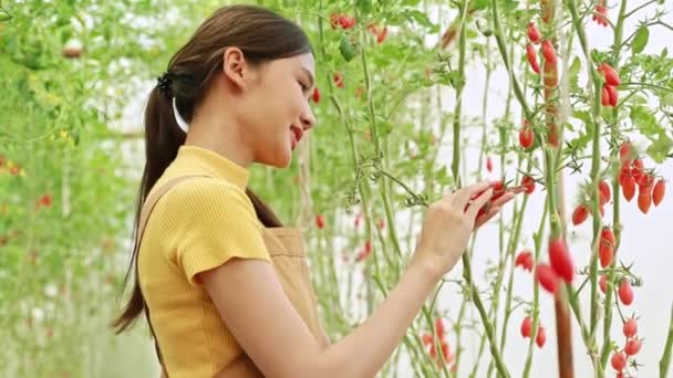 肖像農家のビジネス女性アジア農業温室内のブドウトマト赤果物有機植物を植え 笑顔で 幸せな気分で収量の成長を調べる歩いて — ストック動画