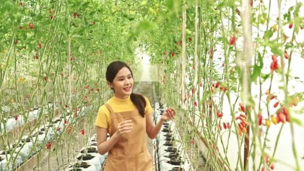 Portret Rolnik Bizneswoman Rolnictwo Sadzenie Pomidory Winogronowe Czerwone Owoce Rośliny — Wideo stockowe