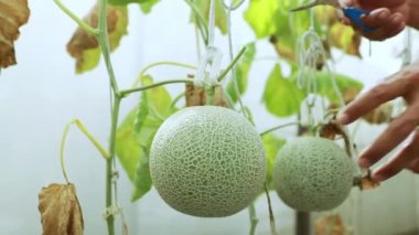 Sera karpuzu çiftliği: Erkek çiftçinin eli Japon karpuz dallarını kesmek için makas kullanıyor ve organik çiftlikte satmak için plastik Japon kavununu ipten çıkarıyor.
