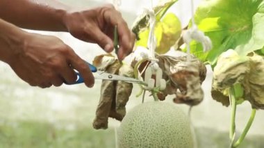 Sera karpuzu çiftliği: Erkek çiftçinin eli Japon karpuz dallarını kesmek için makas kullanıyor ve organik çiftlikte satmak için plastik Japon kavununu ipten çıkarıyor.