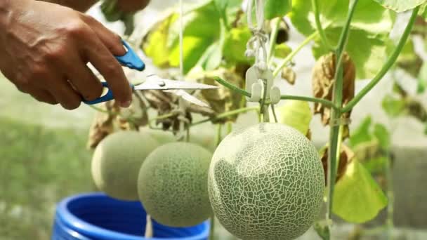 Greenhouse Melon Farm Business Hand Male Farmer Using Scissors Cut — Stock Video