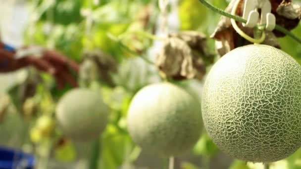 Greenhouse Melon Farm Business Man Bonde Som Arbetar Skörda Vackra — Stockvideo