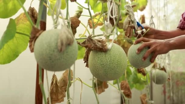 Greenhouse Melon Farm Business Ręka Profesjonalnego Azjatyckiego Rolnika Używającego Nożyc — Wideo stockowe