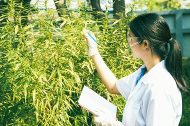 Asyalı kadın esrar araştırmacısı, açık hava sistemlerinde yetişen esrar yetiştiren panodaki notları ve notları inceleyerek, yaprak olgunluğuna ve tıbbi kullanım haşerelerine bakmaktadır: Tıbbi kenevir ticareti