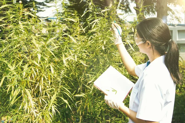 Ricercatrice Asiatica Scienza Della Cannabis Esamina Annota Sugli Appunti Che — Foto Stock