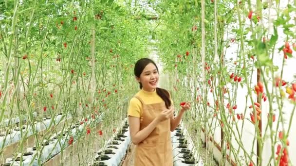 토마토를 온실에 웃으면서 작물의 성장을 관찰하고 기분좋은 토마토를 재배하는 인물상 — 비디오