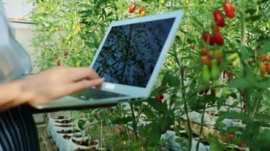 Kadın aşçıların, aşçıların elleri barakadaki sağlıklı organik vişneli domateslerin sayısını kaydetmek için dizüstü bilgisayar kullanıyor..