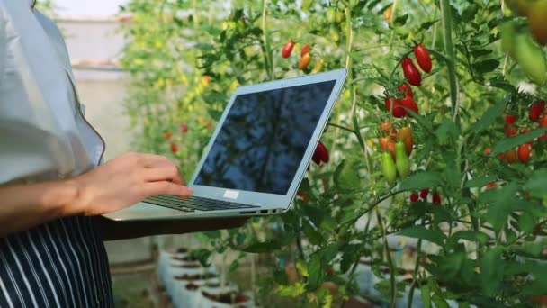 Dłonie Kobiet Kucharzy Kucharzy Używać Laptopów Rejestrowania Liczby Zdrowych Pomidorów — Wideo stockowe
