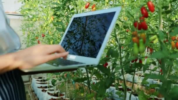 Ruce Kuchařky Kuchařky Používat Notebooky Zaznamenat Počet Zdravých Organických Cherry — Stock video