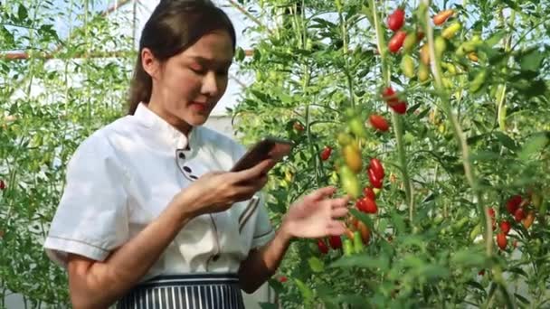 Chef Chef Asiático Cozinha Hotel Verificando Ingredientes Usando Telefone Inteligente — Vídeo de Stock