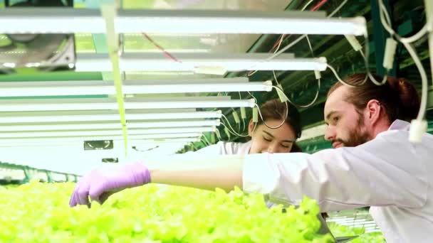 夫妇们共同努力 利用太阳能电池板内置的 生长灯 来照料高质量的室内水栽蔬菜农场 正在监测健康的生长情况 无化学品 — 图库视频影像