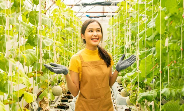 Melon farm business : Asian female farmers look at the farming business proudly investing in growing Japanese melons in greenhouses, organic farms growing beautifully and generating income.