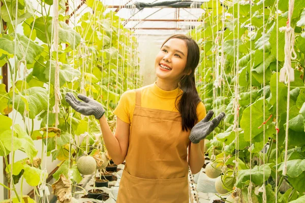 Melon farm business : Happy asian female farmers look at the farming business proudly investing in growing Japanese melons in greenhouses, organic farms growing beautifully and generating income.