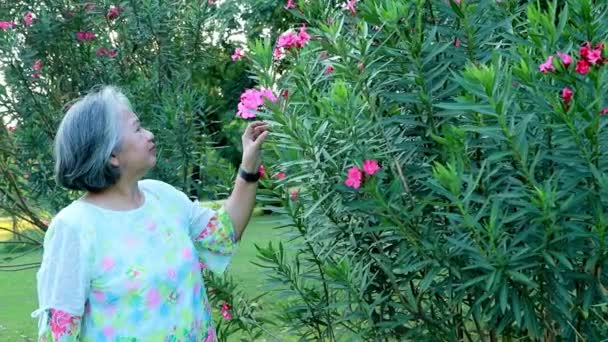 Портрет Азиатской Старухи Идущей Газону Увидеть Красивые Розовые Цветы Запах — стоковое видео