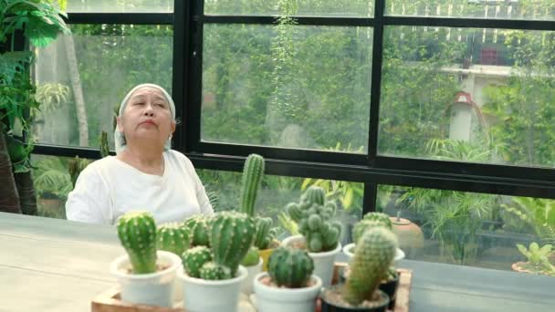 年长的亚洲女性癌症患者把她的空余时间花在照顾家中长成的仙人掌上 心不在焉地坐在家里环顾四周 想着一些事情 — 图库视频影像