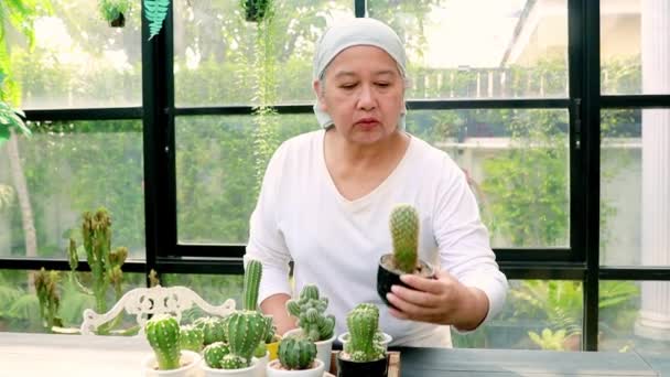 高齢のアジア系女性がん患者は 早期がん治療中の楽しみのために彼女の家に植えられたサボテンの世話をする彼女の自由な時間を過ごす 医療と健康保険の概念 — ストック動画