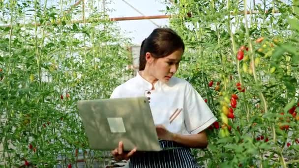 ホテルのキッチンで働くアジアの女性シェフは ラップトップ上のデータを使用してチェリートマト農場から製品を選択し ホテルレストランの顧客の新鮮さと栄養価のための有機食品を準備します — ストック動画