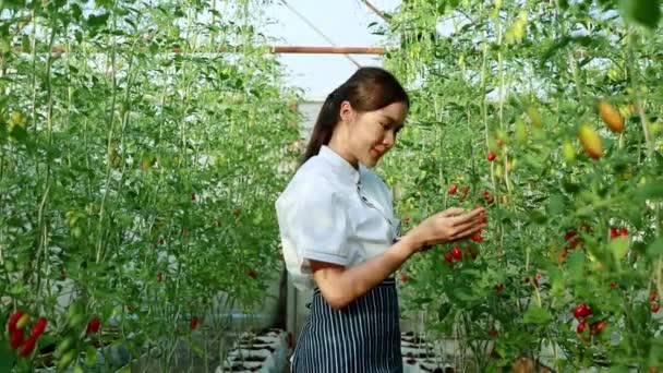 Azjatycki Kucharka Kuchni Hotelowej Spacery Szklarni Rośnie Piękne Czerwone Pomidory — Wideo stockowe