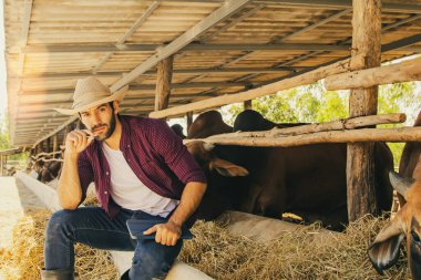 Portrait handsome male farmer cowherd sits smoking cigarettes in a barn raising Brahman beef cattle with ease : Male worker, in a beef cattle farm for sale, livestock feed industry business.