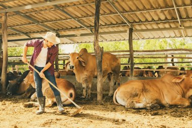 Kafkas erkek işçi, Brahman sığır çiftliğinde sığır çobanı, ahırdaki inek gübresini temizlemek ve kurutmak için tırmık kullanıyor ve tarım için gübre olarak topluyor..