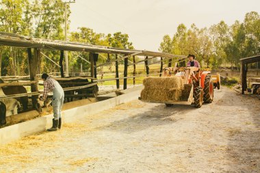 Çiftçilik yapan ve Tayland 'da kırsal bir çiftlikte sığır bakıcılığı yapan aile çifti, traktörü sürme, samanları besleme ve görevlerini özenle ve sevgi ile paylaşma görevlerini paylaşıyor..